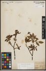 Foto von Salix phylicifolia L.
